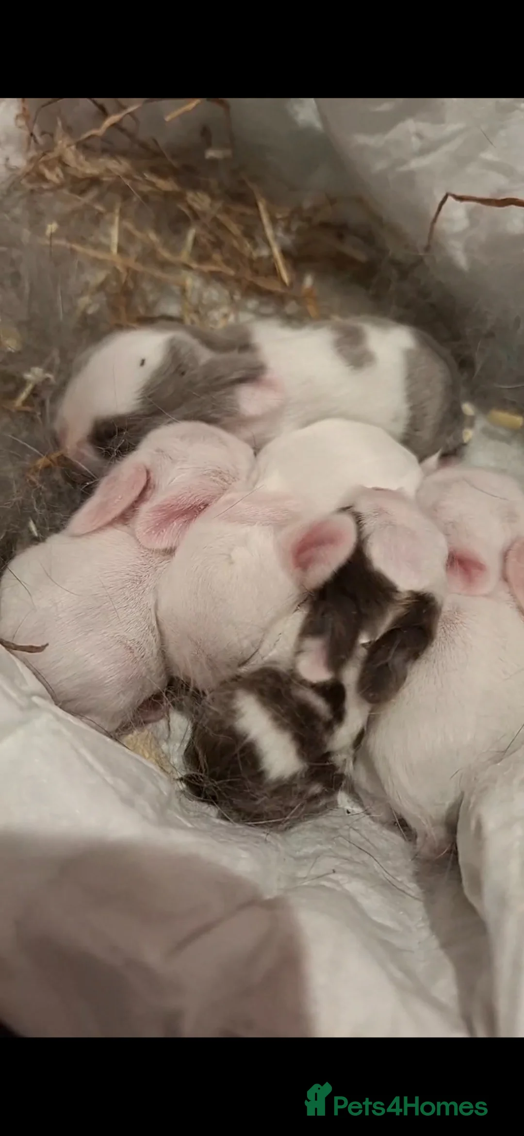 Mini Lop rabbits for sale: Mini lop baby rabbits - Advert 1