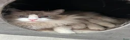 Ragdoll cats for sale: Stunning GCCF reg kittens available to 5* homes.  - Advert 3