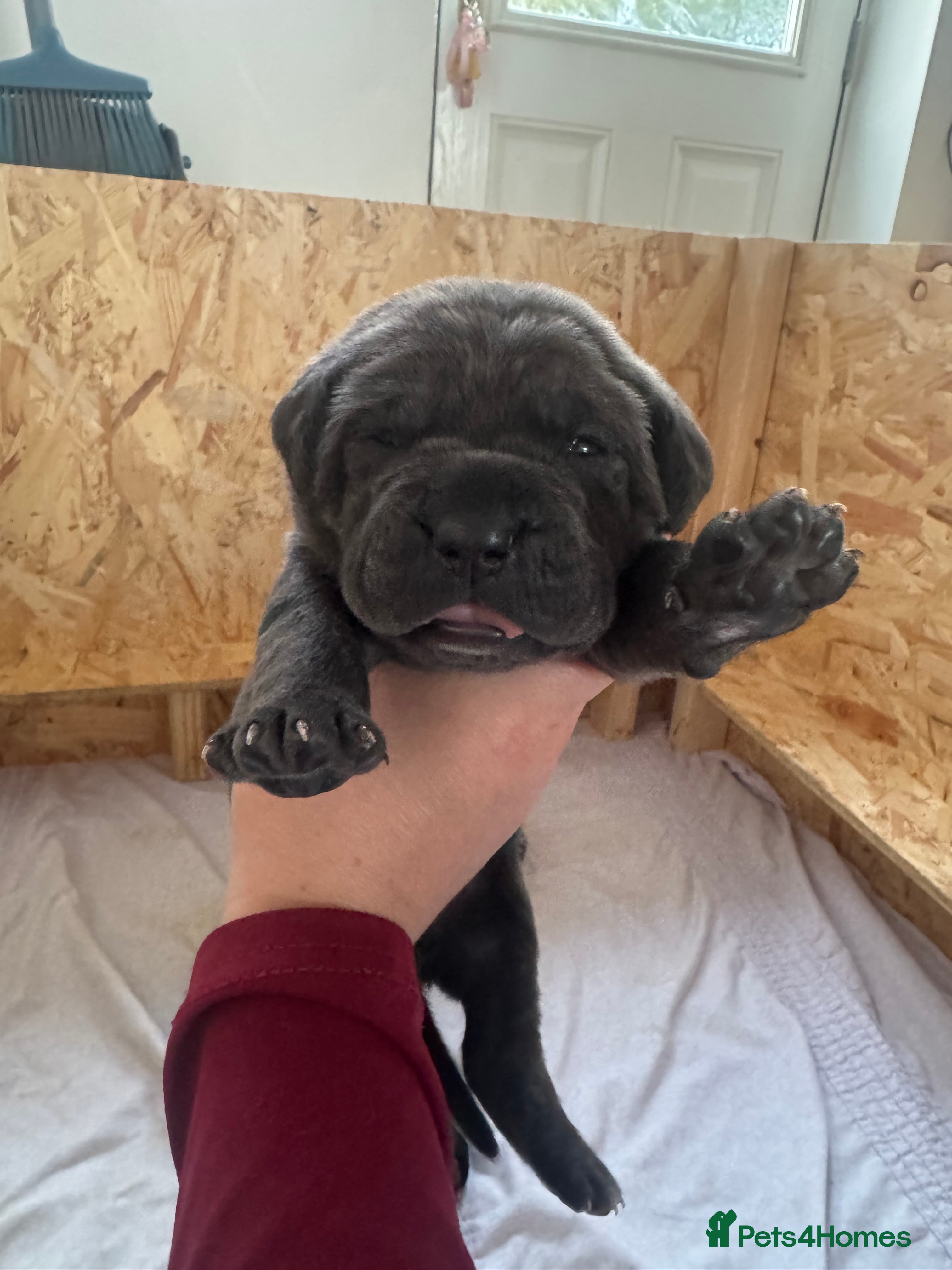 Cane Corso dogs Cane corso pups - Advert 10