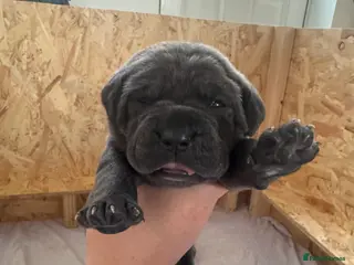 Cane Corso dogs Cane corso pups - Advert 10