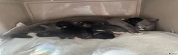 Mixed Breed cats for sale: Adorable playful kittens - Advert 12