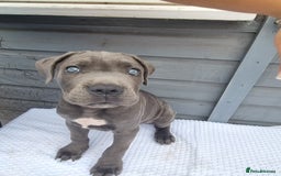 Cane Corso dogs for sale: Italian cane corso puppies  - Image 18