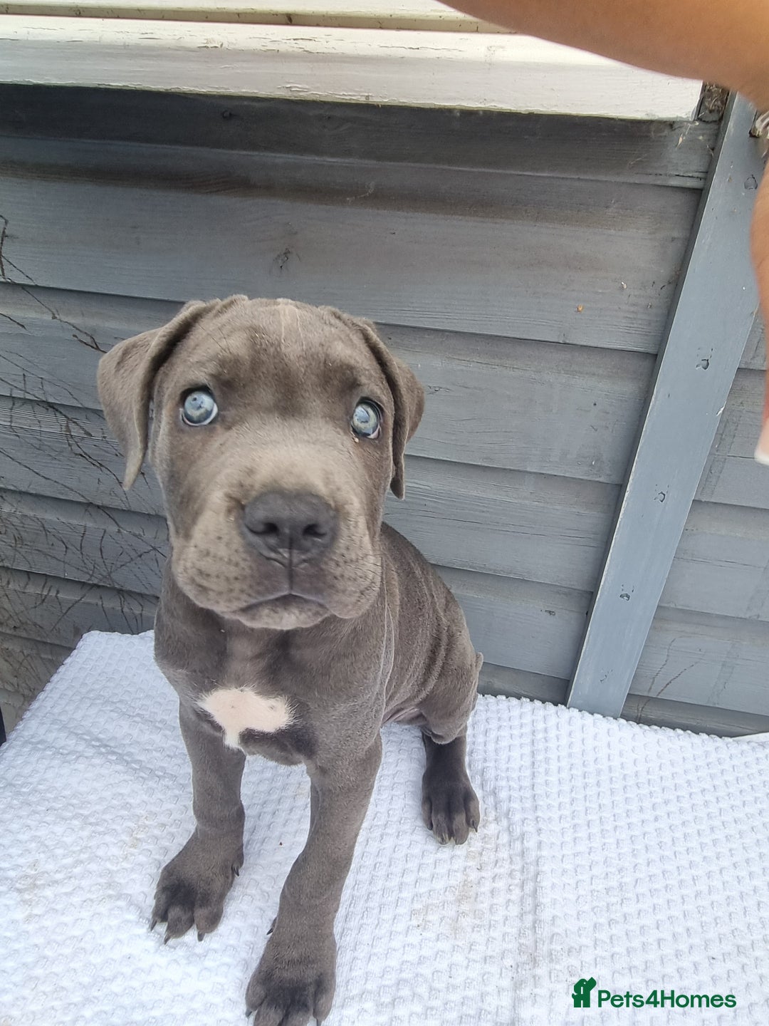 Cane Corso dogs for sale: Italian cane corso puppies  - Image 18