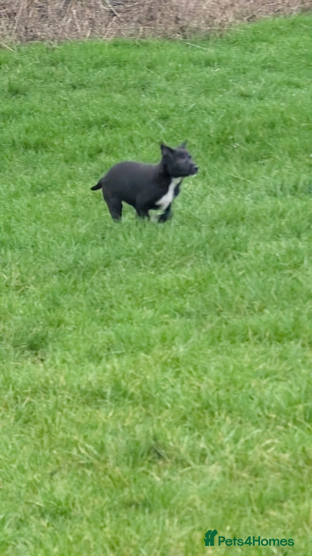 Border Collie dogs for sale: Traditional farm bred collies - Advert 11