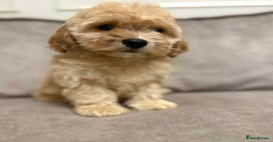 Cavapoo dogs - Advert 3