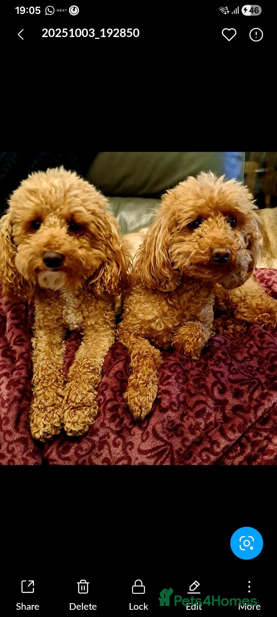 Miniature Poodle dogs KC MINIATURE POODLES  - Advert 13