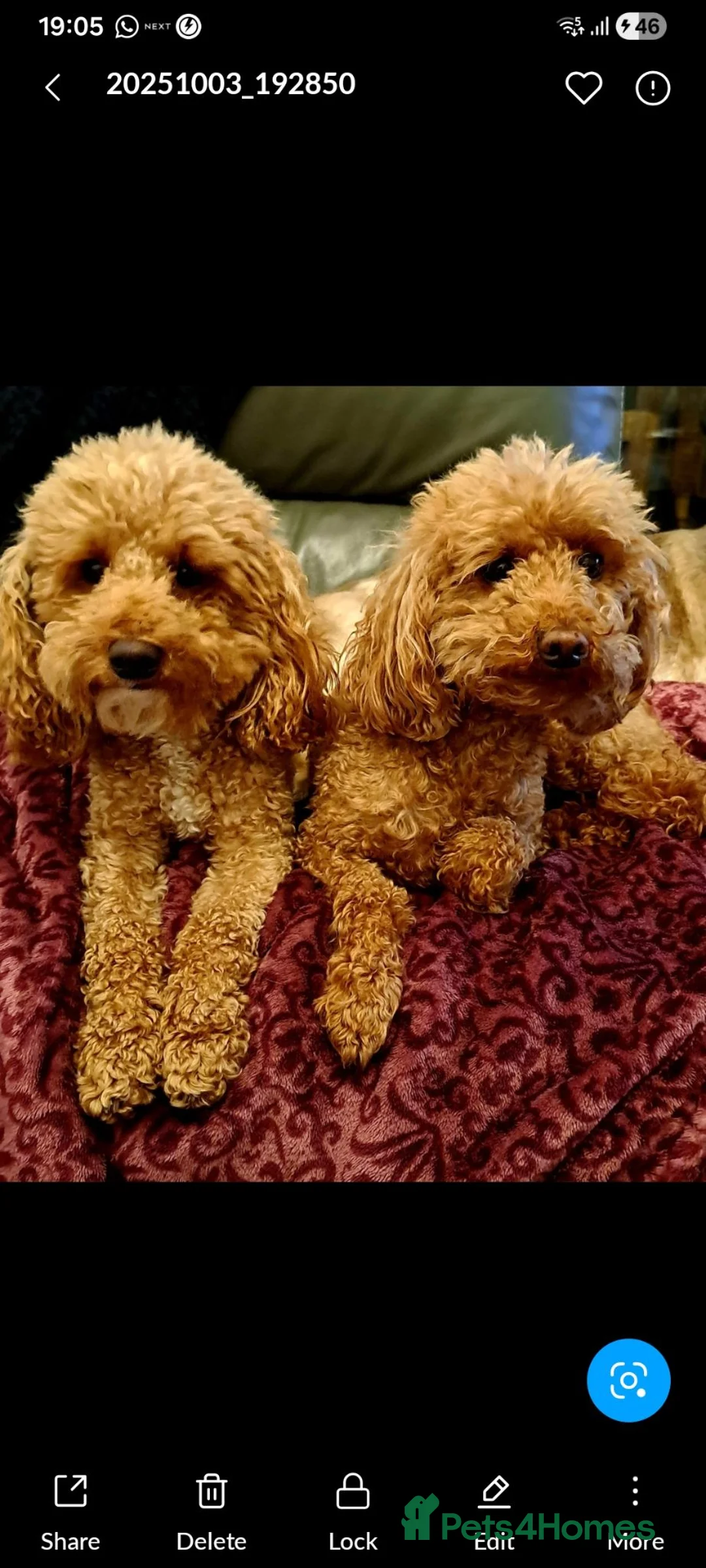 Miniature Poodle dogs for sale: KC MINIATURE POODLES  in Doncaster - Advert 2