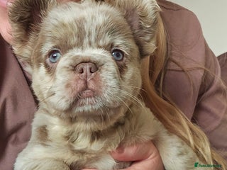 French Bulldog dogs Ready to leave French Bulldog Visual fluffies - Advert 6