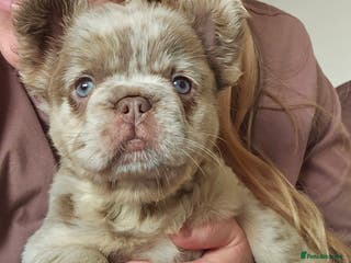 French Bulldog dogs Reduced - last girl available - Advert 13