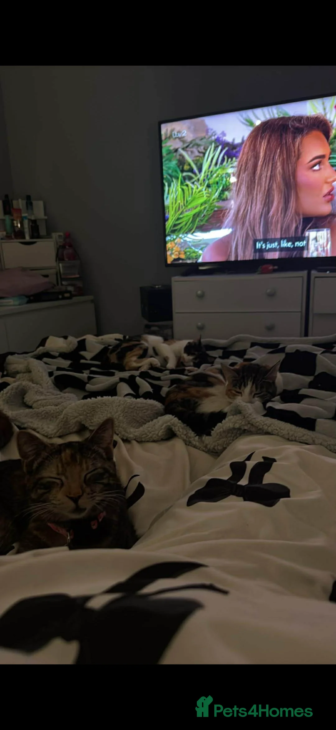 Mixed Breed cats for sale: Cat for rehoming  - Advert 1