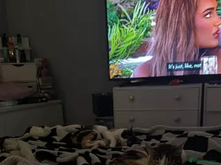 Mixed Breed cats Cat for rehoming - Advert 11