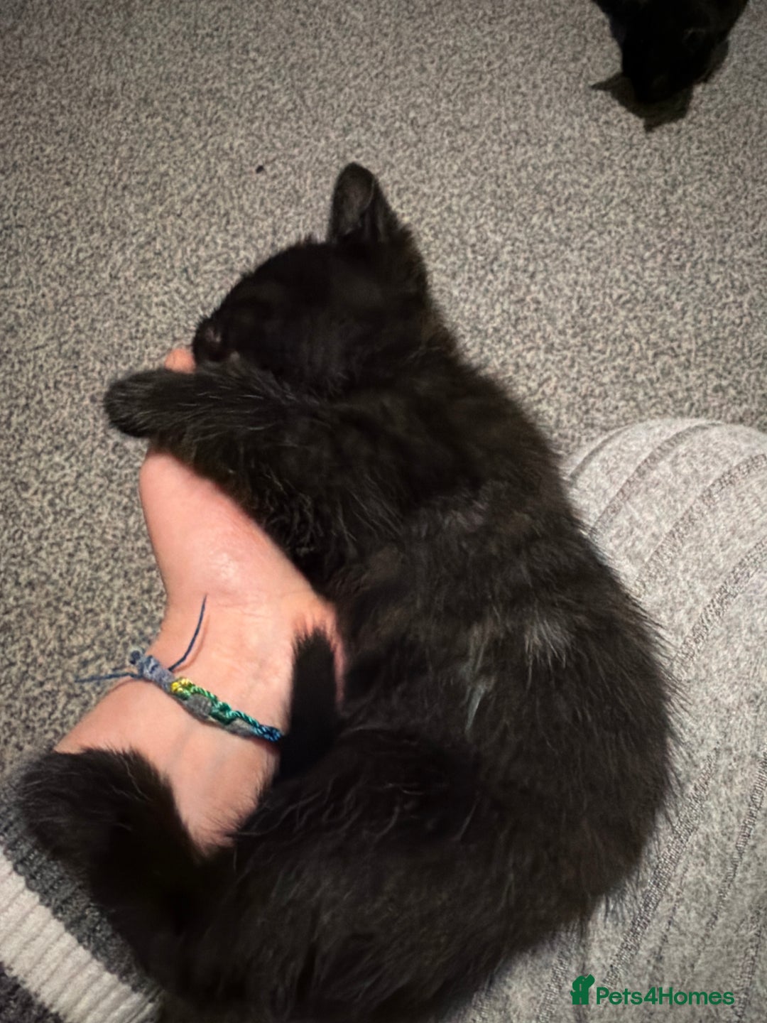 Mixed Breed cats for sale: Kittens for sale  - Advert 2