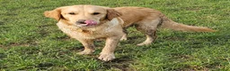 Golden Retriever dogs for sale: MABLE SEEKS LOVING HOME - Advert 4