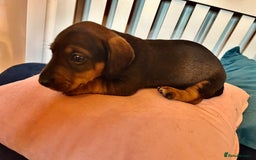 Miniature Dachshund dogs for sale: *2 Boys Remaining* Stunning Mini Dachshunds  - Image 5