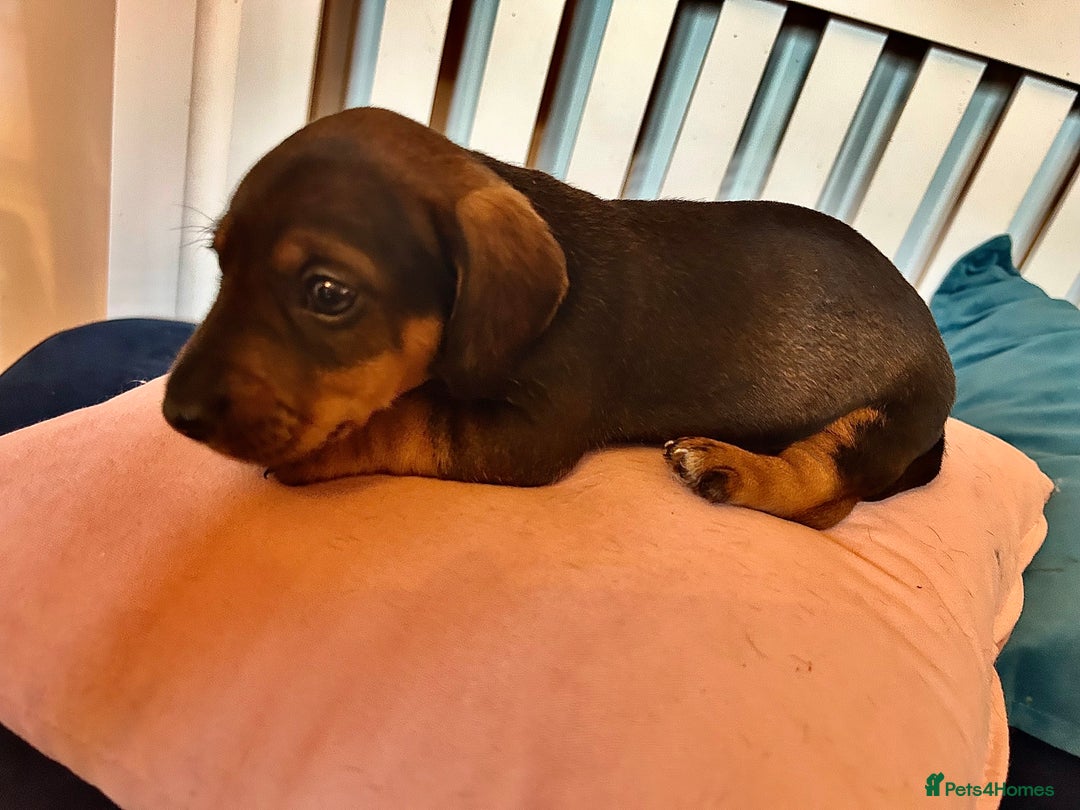 Miniature Dachshund dogs for sale: *2 Boys Remaining* Stunning Mini Dachshunds  - Image 5
