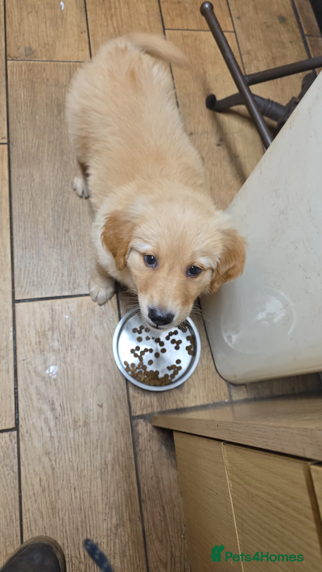 Golden Shepherd dogs for sale: Beautiful girl - Advert 2