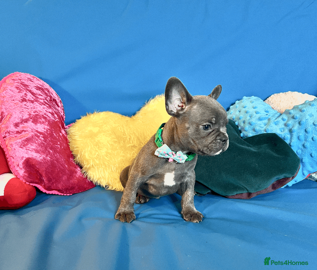 French Bulldog dogs for sale: Adorable Puppies Looking for a New Home! - Image 9