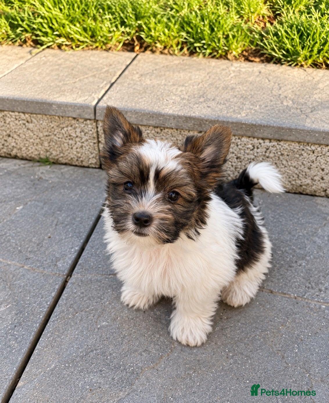 Biewer Terrier dogs Beautiful Biewer Terrier Puppies – Ready Soon ❤️ - Advert 4