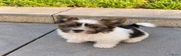 Biewer Terrier dogs for sale: Beautiful Biewer Terrier Puppies – Ready Soon ❤️ - Advert 8