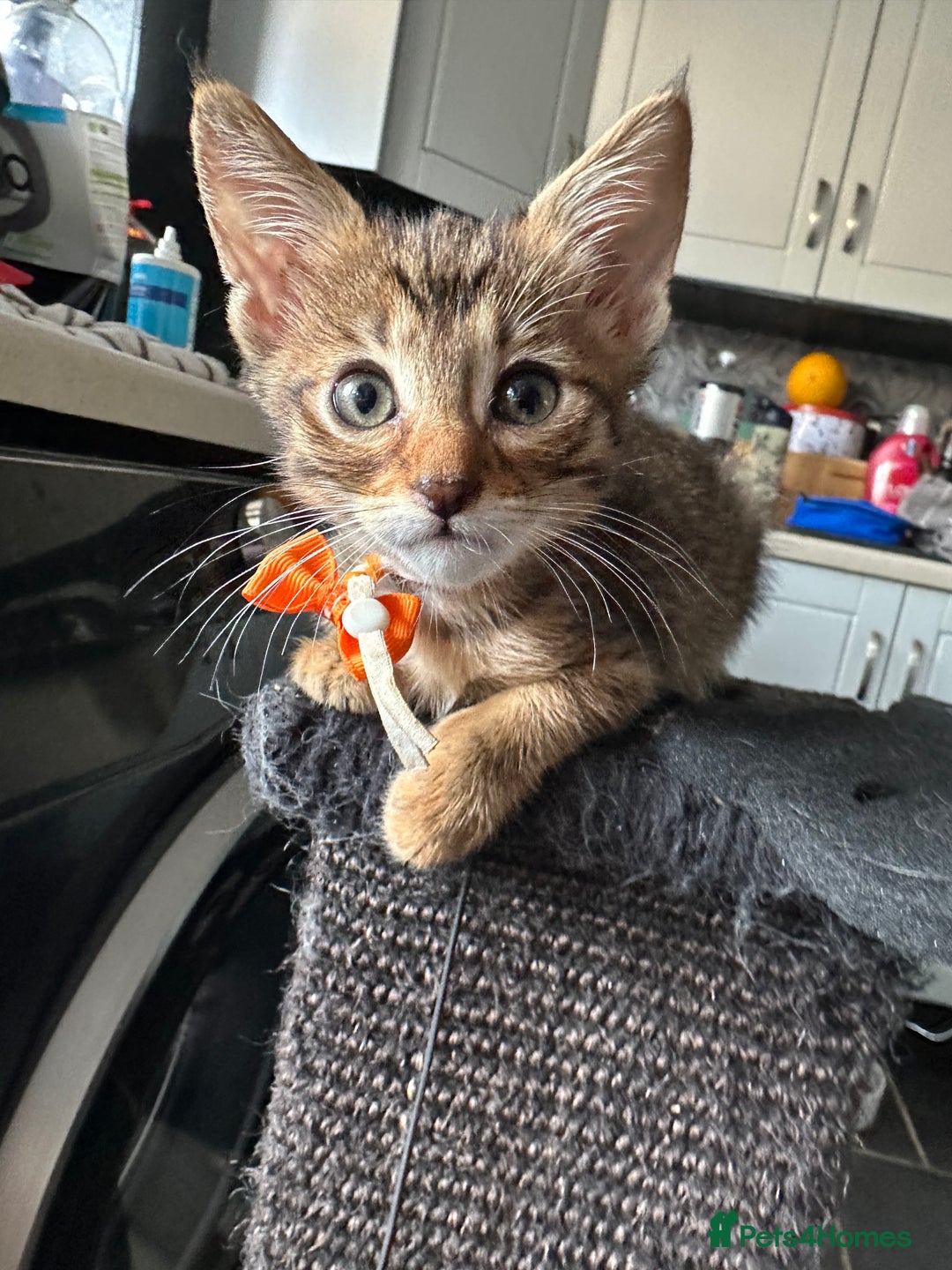 Maine Coon cats for sale: Mainecoon x  - Image 6