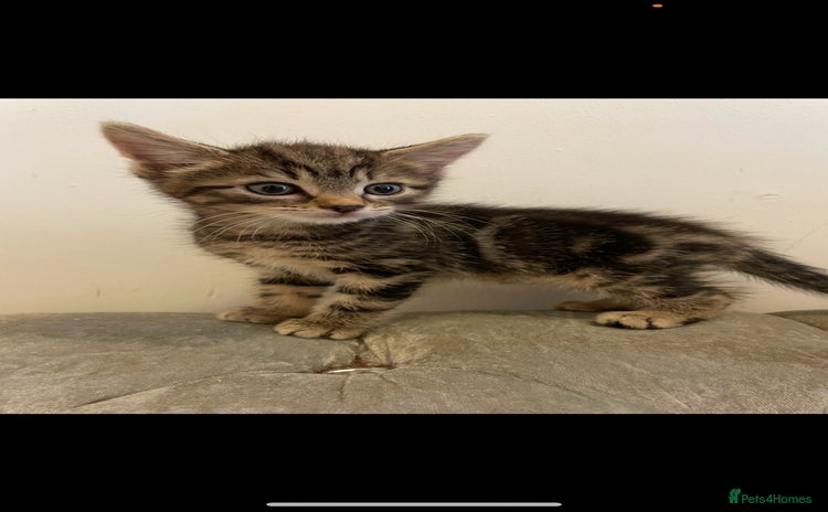 Mixed Breed cats - Advert 3