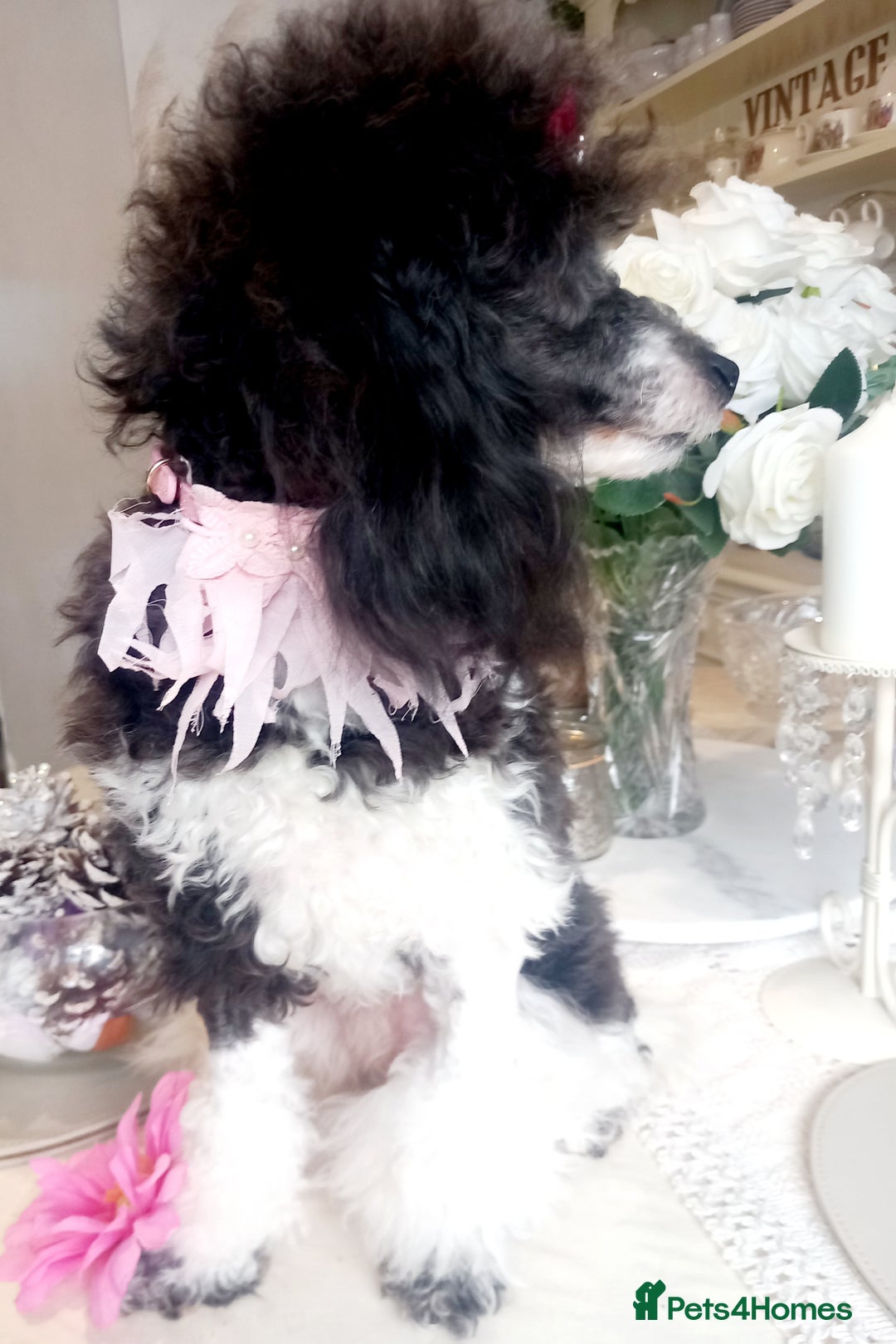 Toy Poodle dogs for sale: **1 PARTI BOY AVAILABLE**READY 21st DECEMBER** - Advert 15