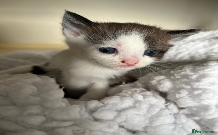 British Shorthair cats - Advert 9