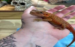 Bearded Dragon reptiles for sale: CB25 Bearded Dragon Babies  - Image 7