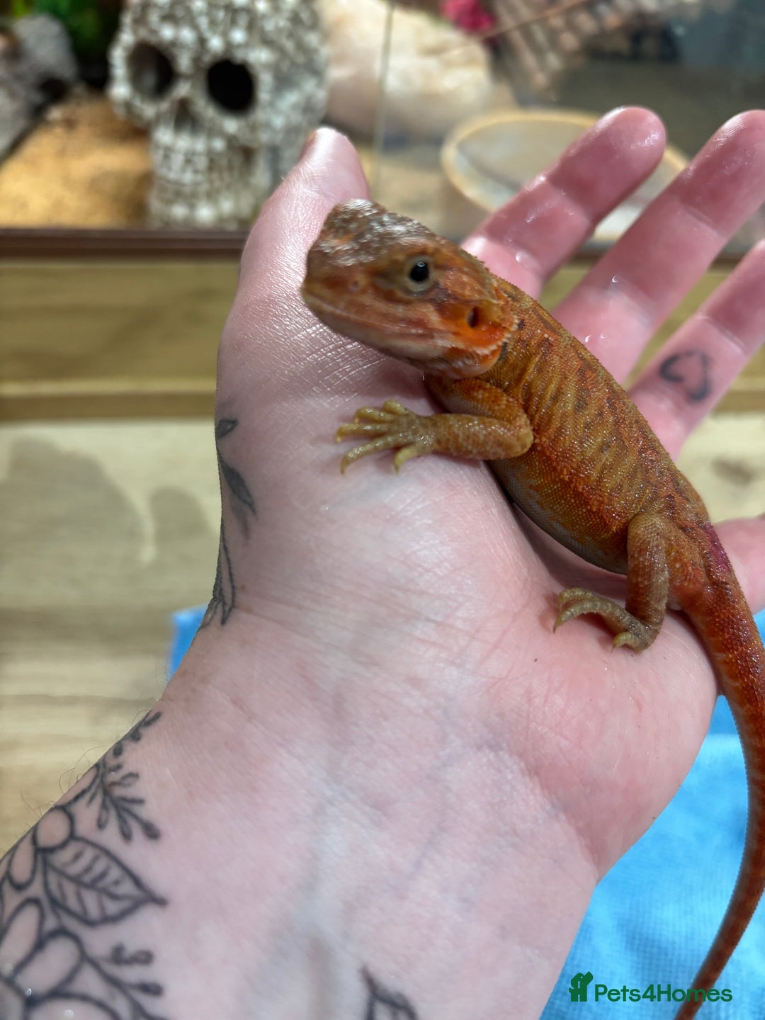 Bearded Dragon reptiles for sale: CB25 Bearded Dragon Babies  - Image 7