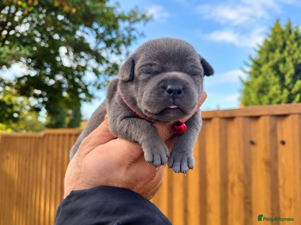 Staffordshire Bull Terrier dogs SOLID BLUE TEDDY BEARS 🧸  - Advert 2