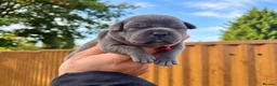 Staffordshire Bull Terrier dogs for sale: SOLID BLUE TEDDY BEARS 🧸  - Advert 2