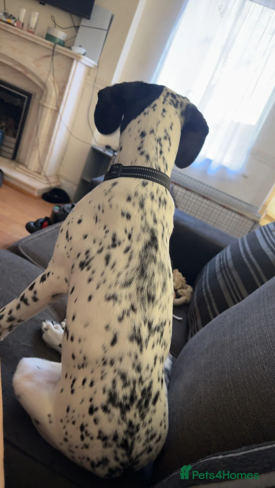 Mixed Breed dogs for sale: 9 month old dalmation x cocker spaniel - Advert 6