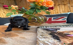 Cocker Spaniel dogs for sale: Kc cocker spaniels  - Image 10