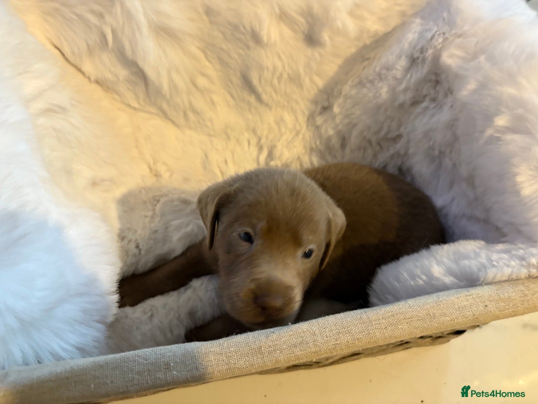 Labrador Retriever dogs for sale: Silver Labrador retriever puppies - Advert 14
