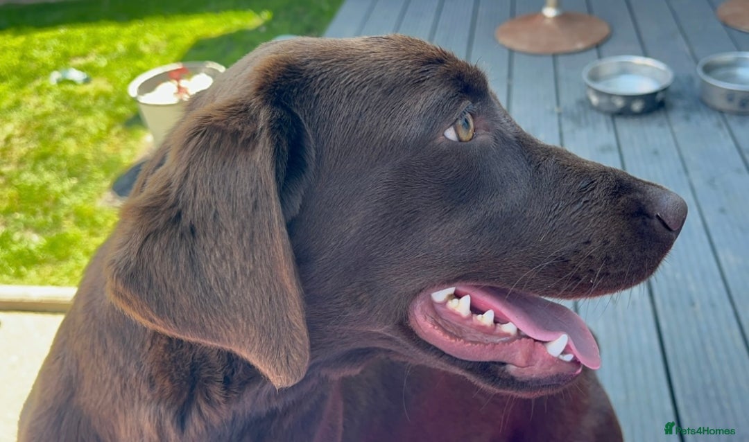 Labrador Retriever dogs for sale: Chocolate Labrador Retriever needs forever home.  - Image 4