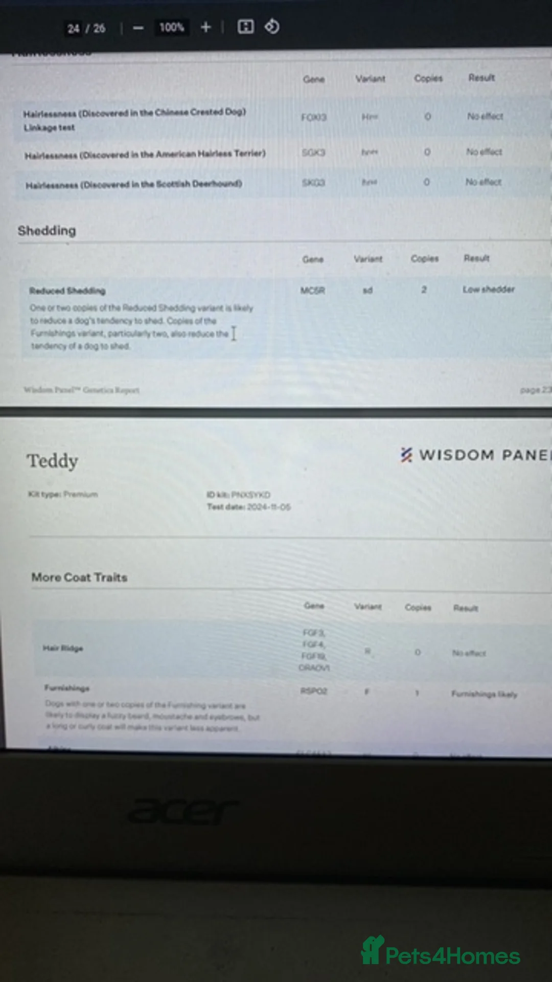 Cockapoo dogs for stud: DNA tested F1 Cockapoo stud  in London - Advert 18