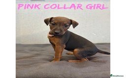 Lakeland Terrier dogs for sale: Lakeland terrier puppies  - Image 5