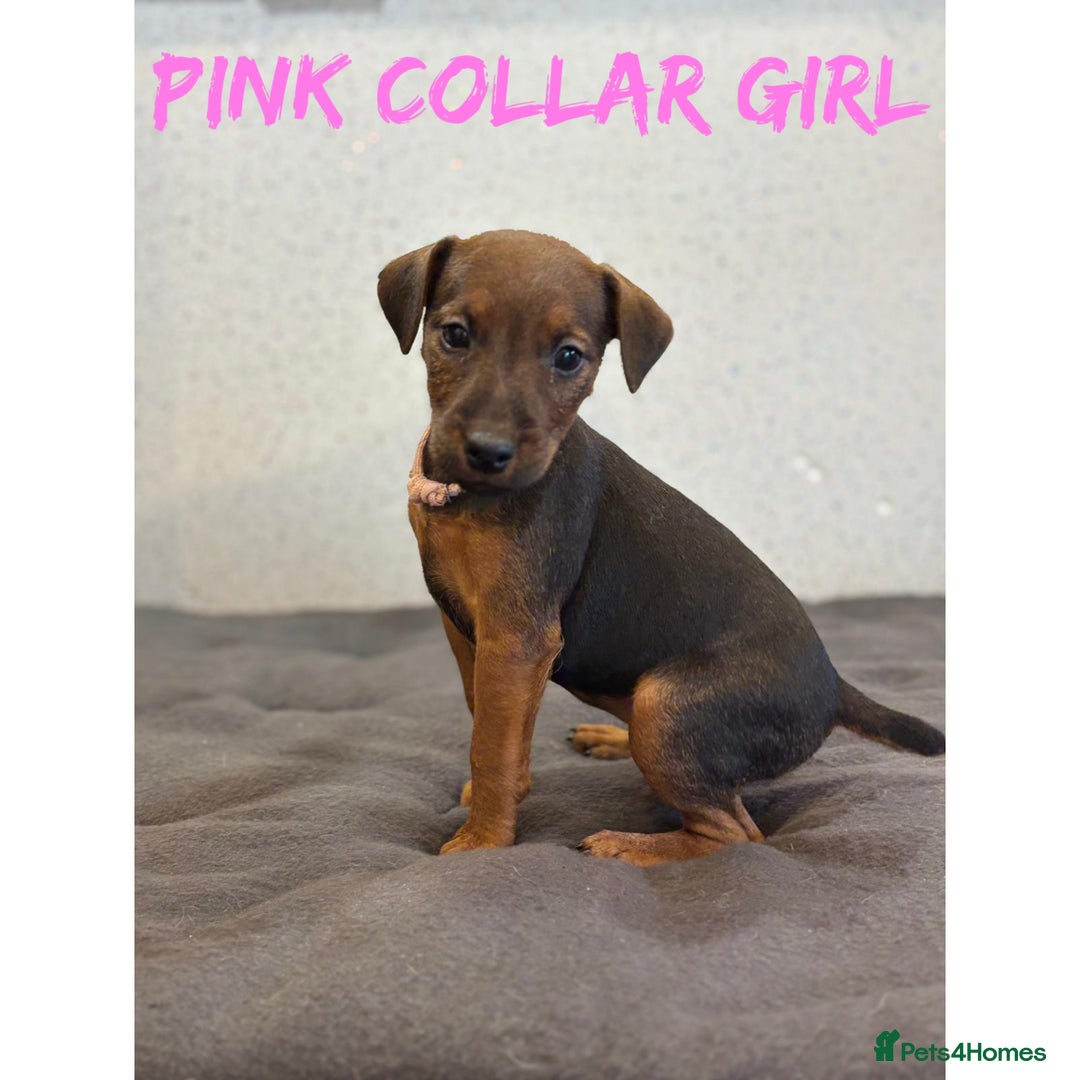 Lakeland Terrier dogs for sale: Lakeland terrier puppies  - Image 5