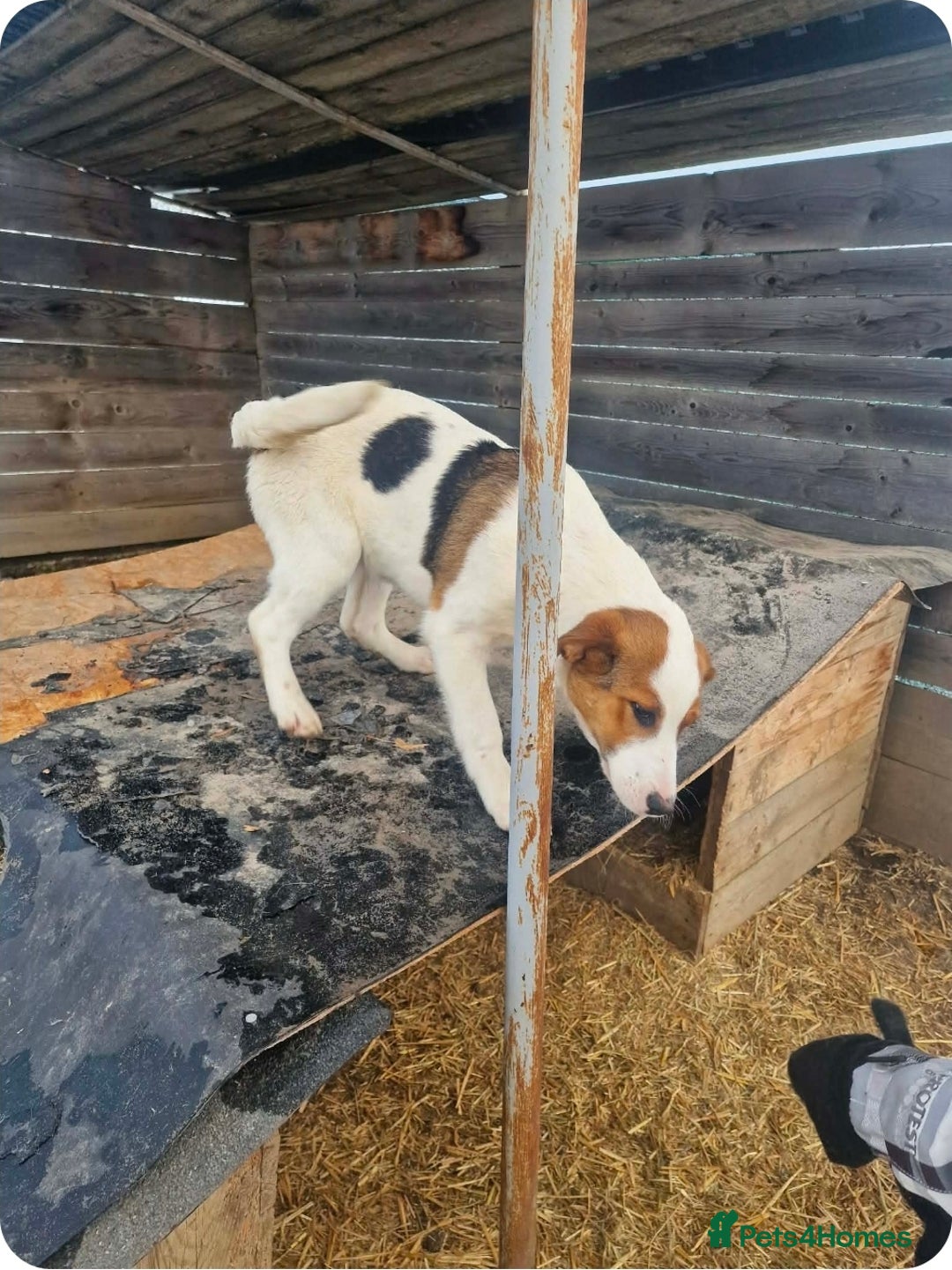 Mixed Breed dogs for adoption: MELODY ( FOSTER TO ADOPT)  - Advert 3