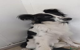Mixed Breed dogs for adoption: Lena & Dena - Image 3