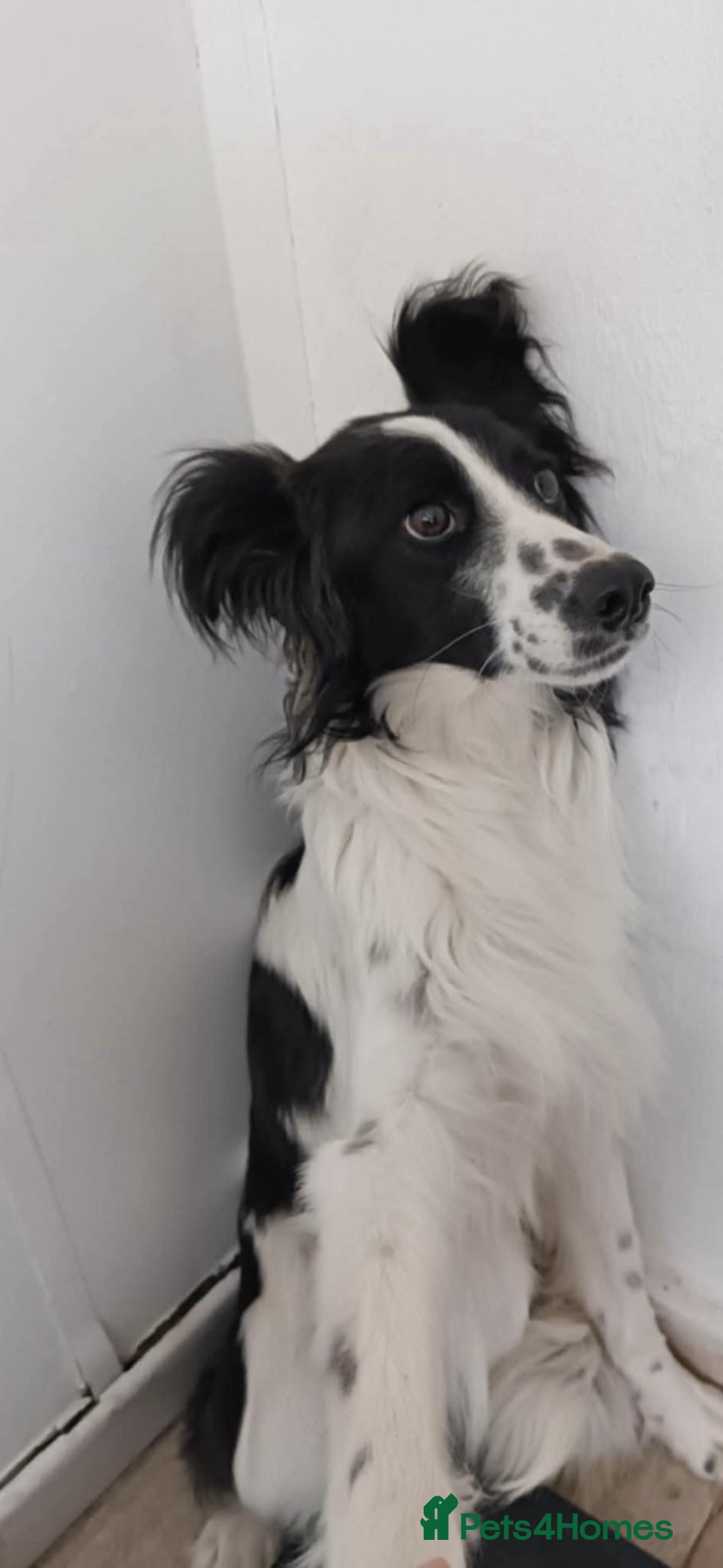 Mixed Breed dogs for adoption: Lena & Dena - Image 3