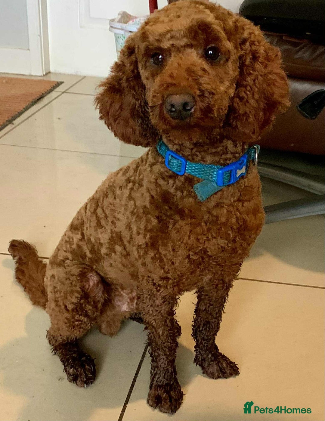 Cockapoo dogs for sale: Stunning Fox Red F1B Cockapoos Outstanding Quality - Image 18
