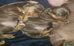 Dachshund dogs for sale: Miniature Dachsunds ready 2/9 - Image 5