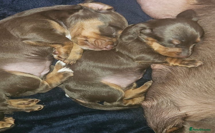 Dachshund dogs - Advert 11