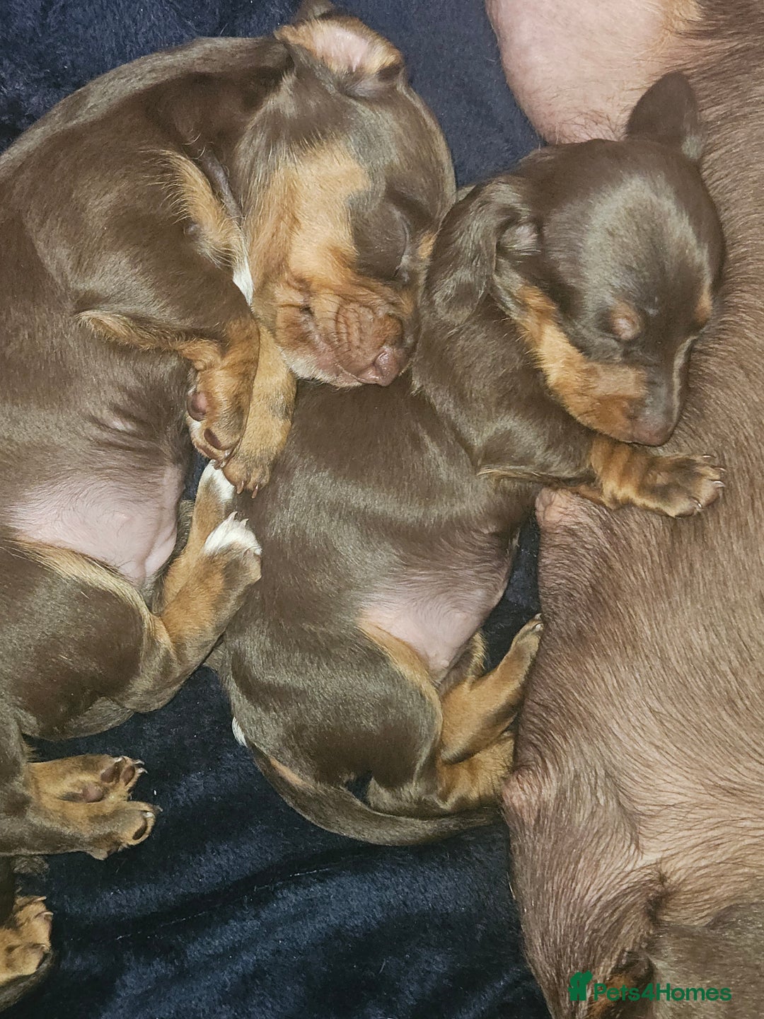 Dachshund dogs for sale: Miniature Dachsunds ready 2/9 - Image 5