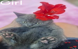 British Shorthair cats for sale: 5 British Shorthair kittens for sale - Image 10