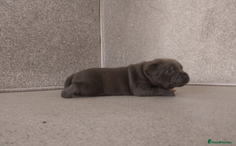 Staffordshire Bull Terrier dogs - Advert 19