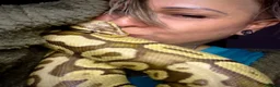 Python Snake reptiles for sale: 5 for £50 -adult docile Corn Snake & Ball Pythons - Advert 3