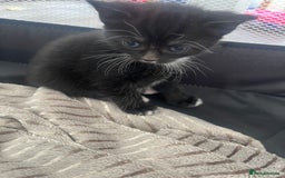 Mixed Breed cats for sale: Gorgeous short hair British Kittens  - Image 10
