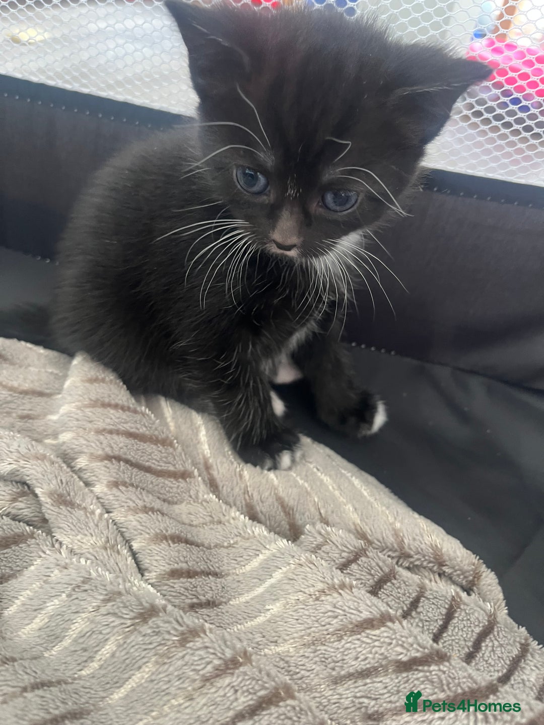Mixed Breed cats for sale: Gorgeous short hair British Kittens  - Image 10